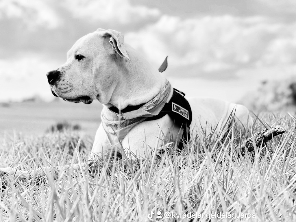 Les Dogo Argentino de l'affixe Des Minis Crottes