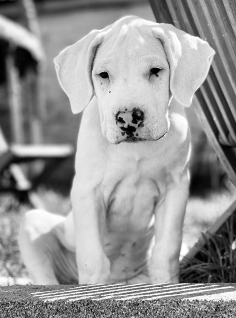 Des Minis Crottes - Chiot disponible  - Dogo Argentino