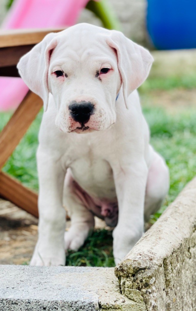 Des Minis Crottes - Chiot disponible  - Dogo Argentino