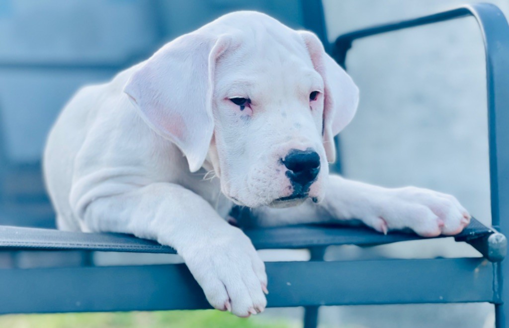 Des Minis Crottes - Chiot disponible  - Dogo Argentino