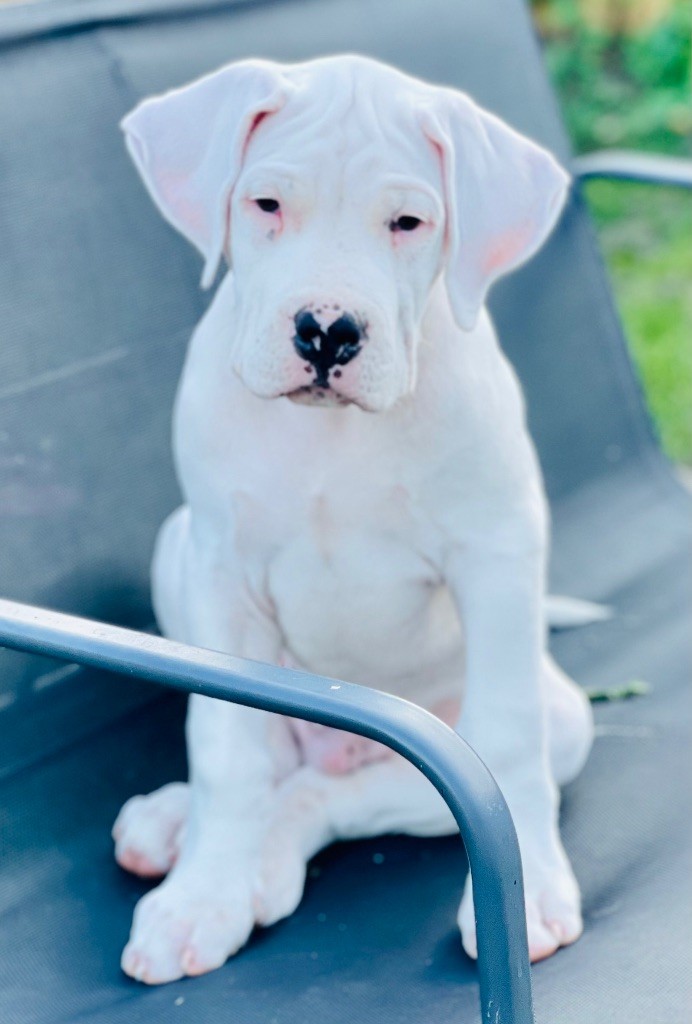 Des Minis Crottes - Chiot disponible  - Dogo Argentino