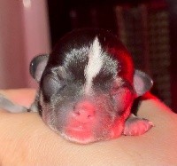 Des Minis Crottes - Chihuahua - Portée née le 25/04/2021