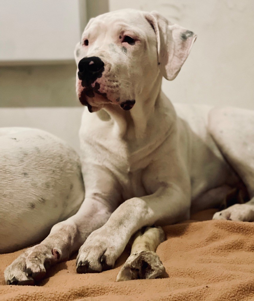 Des Minis Crottes - Chiot disponible  - Dogo Argentino