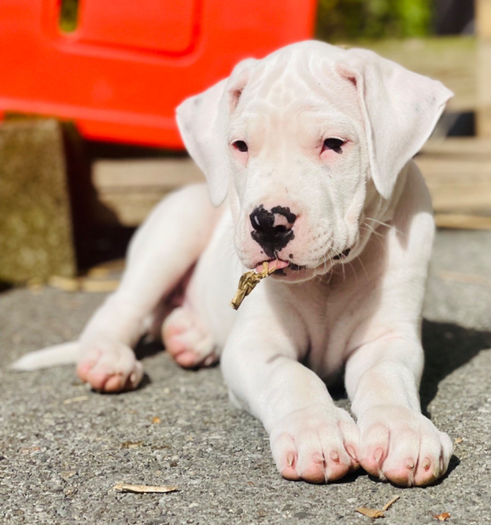 Des Minis Crottes - Chiot disponible  - Dogo Argentino