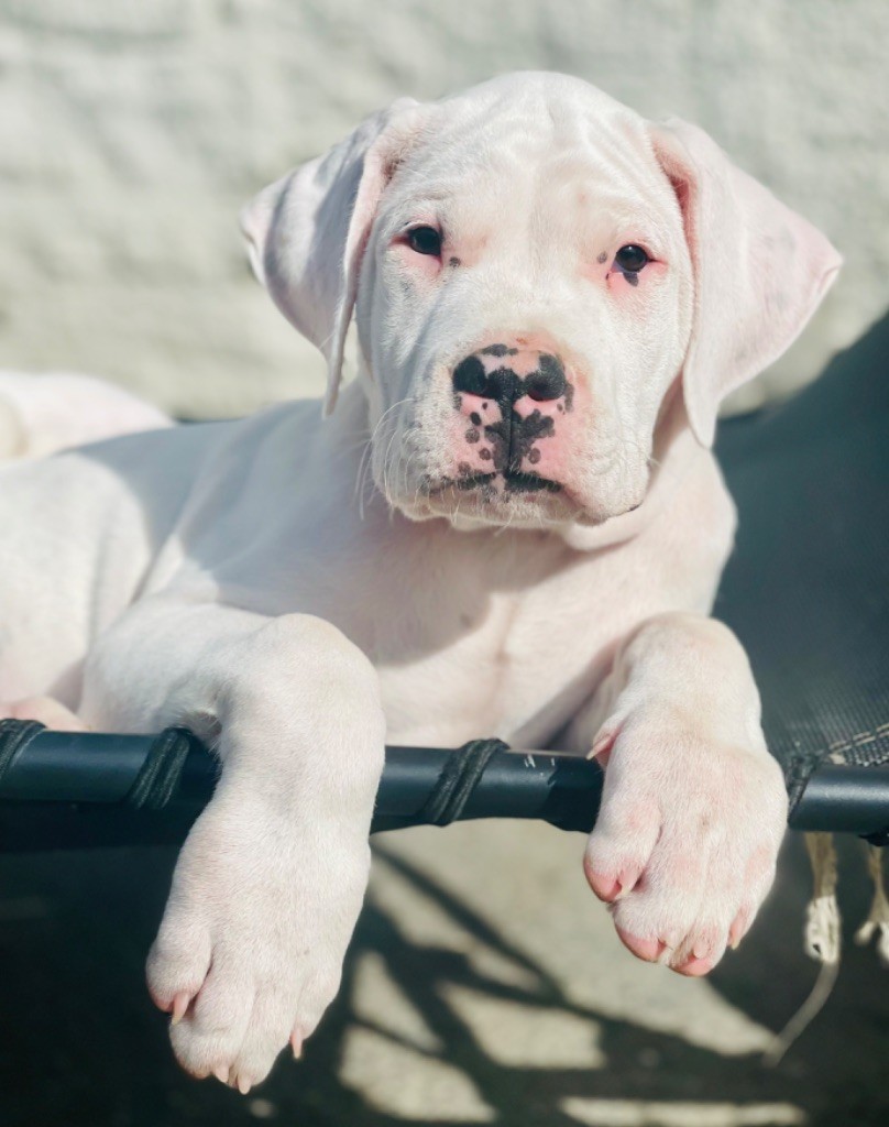 Des Minis Crottes - Chiot disponible  - Dogo Argentino