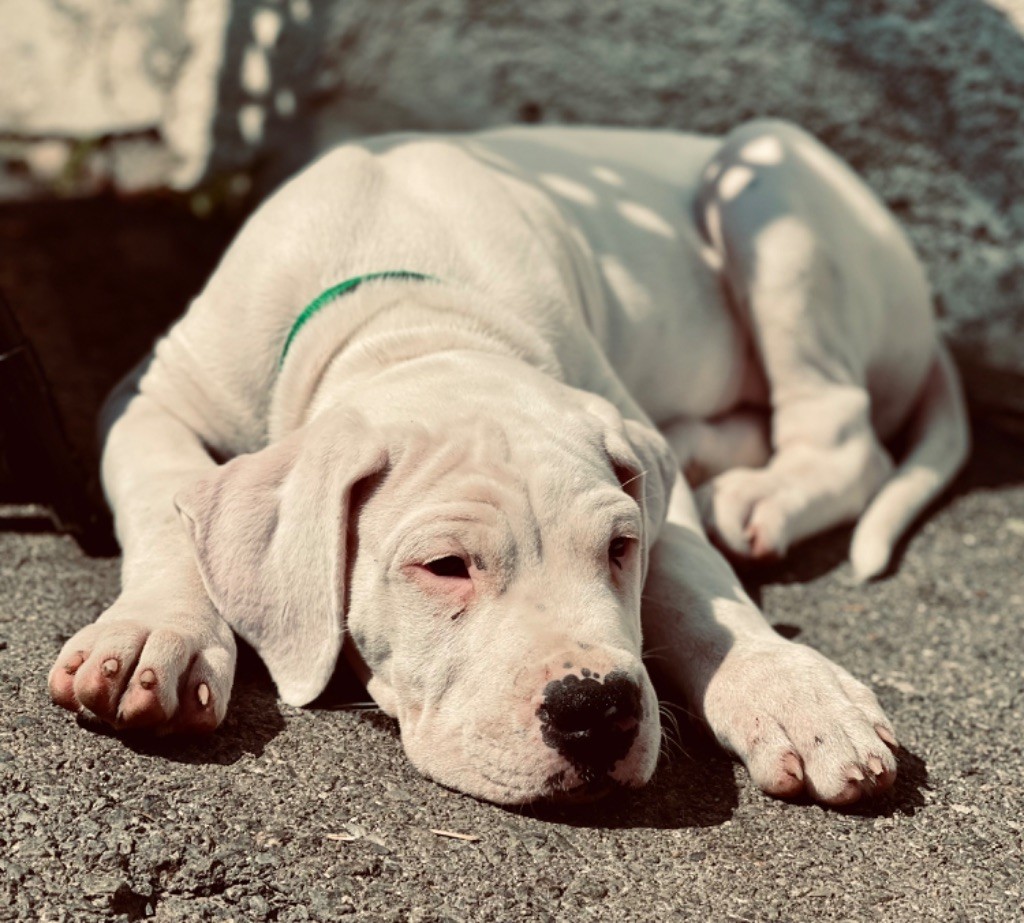 Des Minis Crottes - Chiot disponible  - Dogo Argentino